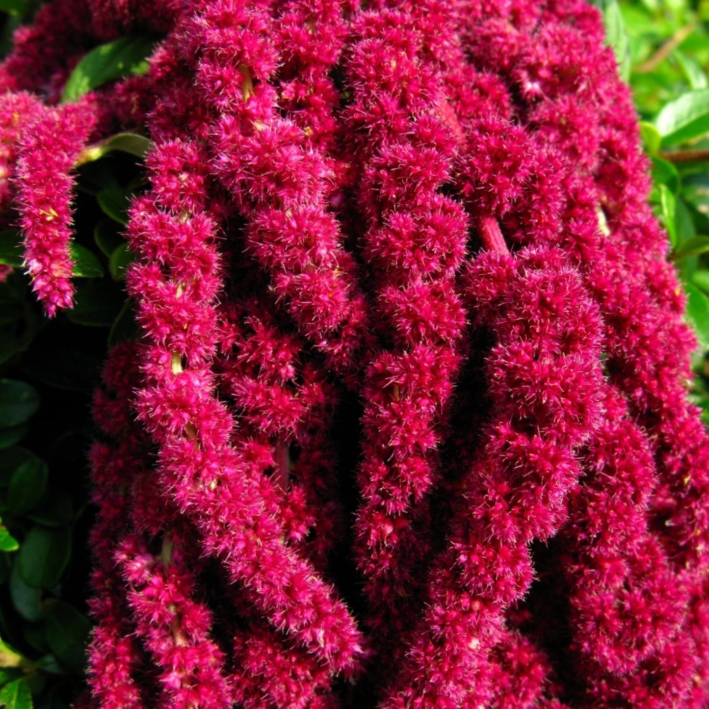 Botanica Gaia Bio Amaranthus Seed Carrier Oil | CO2 Extraction | Amaranthus caudatus | For Skincare and Haircare