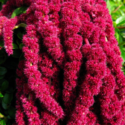 Botanica Gaia Bio Amaranthus Seed Carrier Oil | CO2 Extraction | Amaranthus caudatus | For Skincare and Haircare