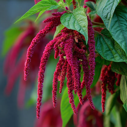 Botanica Gaia Bio Amaranthus Seed Carrier Oil | CO2 Extraction | Amaranthus caudatus | For Skincare and Haircare