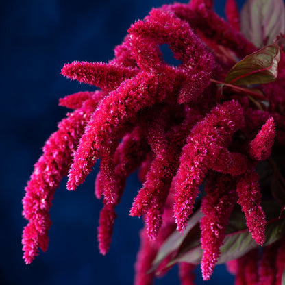 Botanica Gaia Bio Amaranthus Seed Carrier Oil | CO2 Extraction | Amaranthus caudatus | For Skincare and Haircare