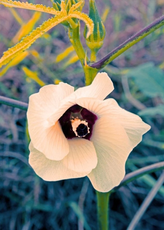 Bio Musk Ambrette Seed CO2 Select Extract – product image 2