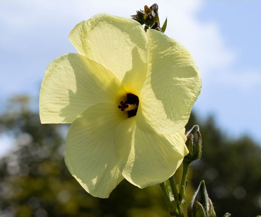 Botanica Gaia Bio Musk Ambrette Seed CO2 Absolute | Abelmoschus Moschatus | For Aromatherapy, Skin Care and Perfume