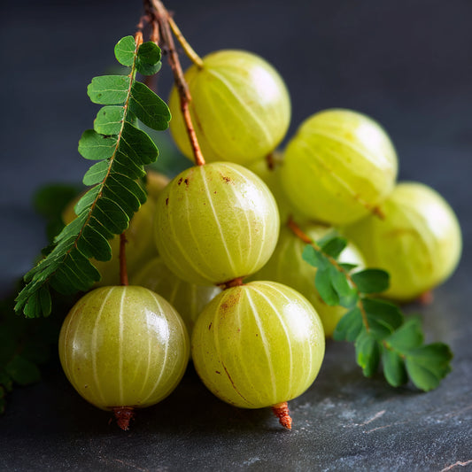 Bio Amla Carrier Oil – product image 2