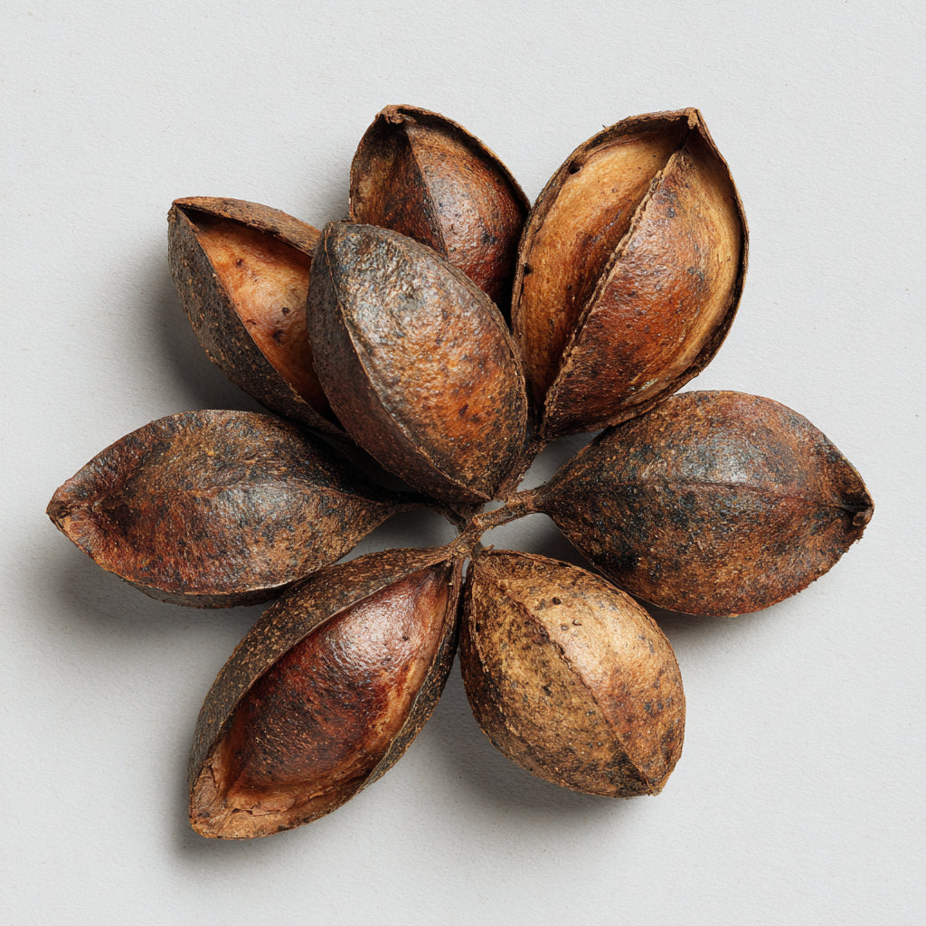 Botanica Gaia Bio Andiroba Carrier Oil | Carapa Guianensis | Skincare and Haircare