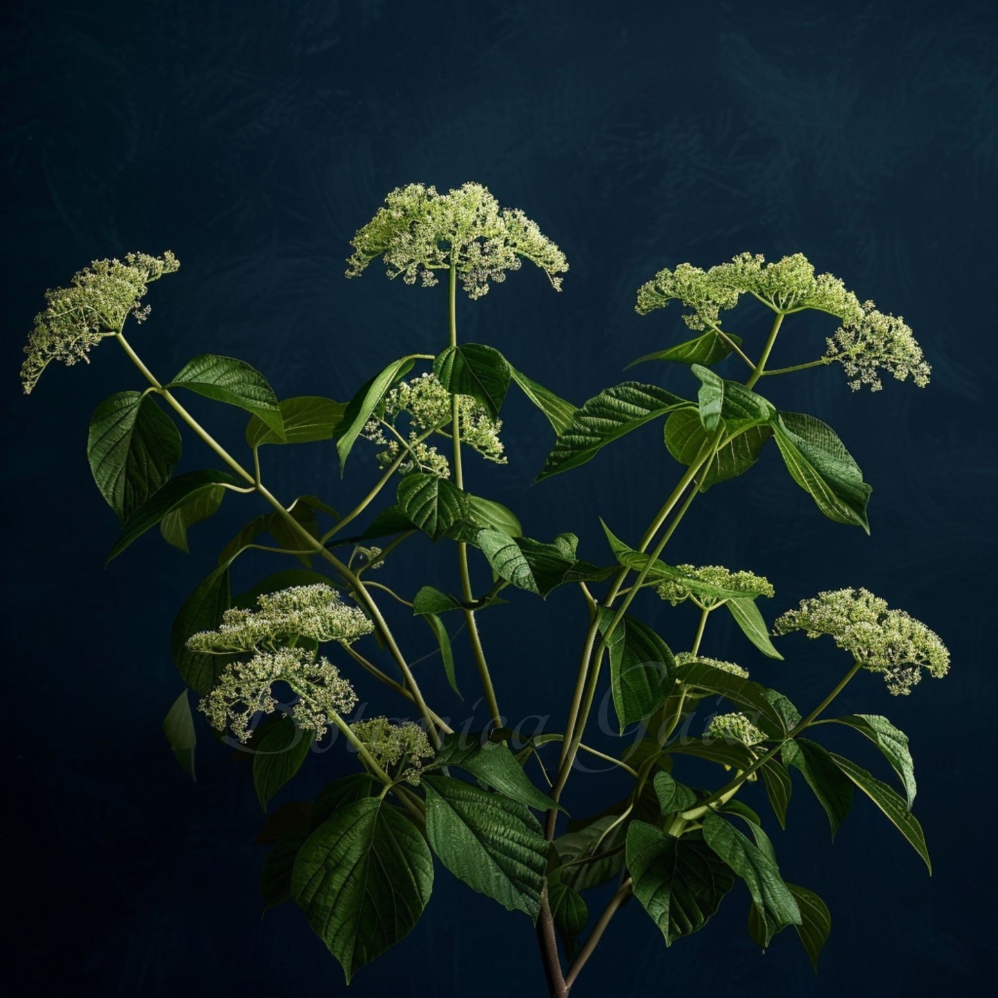 Wild Angelica Root Essential Oil | Angelica Archangelica | For aromatherapy and skin care