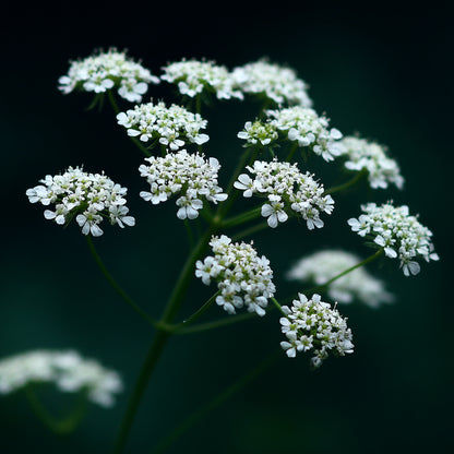 Botanica Gaia Organic Anise Essential Oil | Pimpinella Anisum | For Aromatherapy, Incense and Skin Care