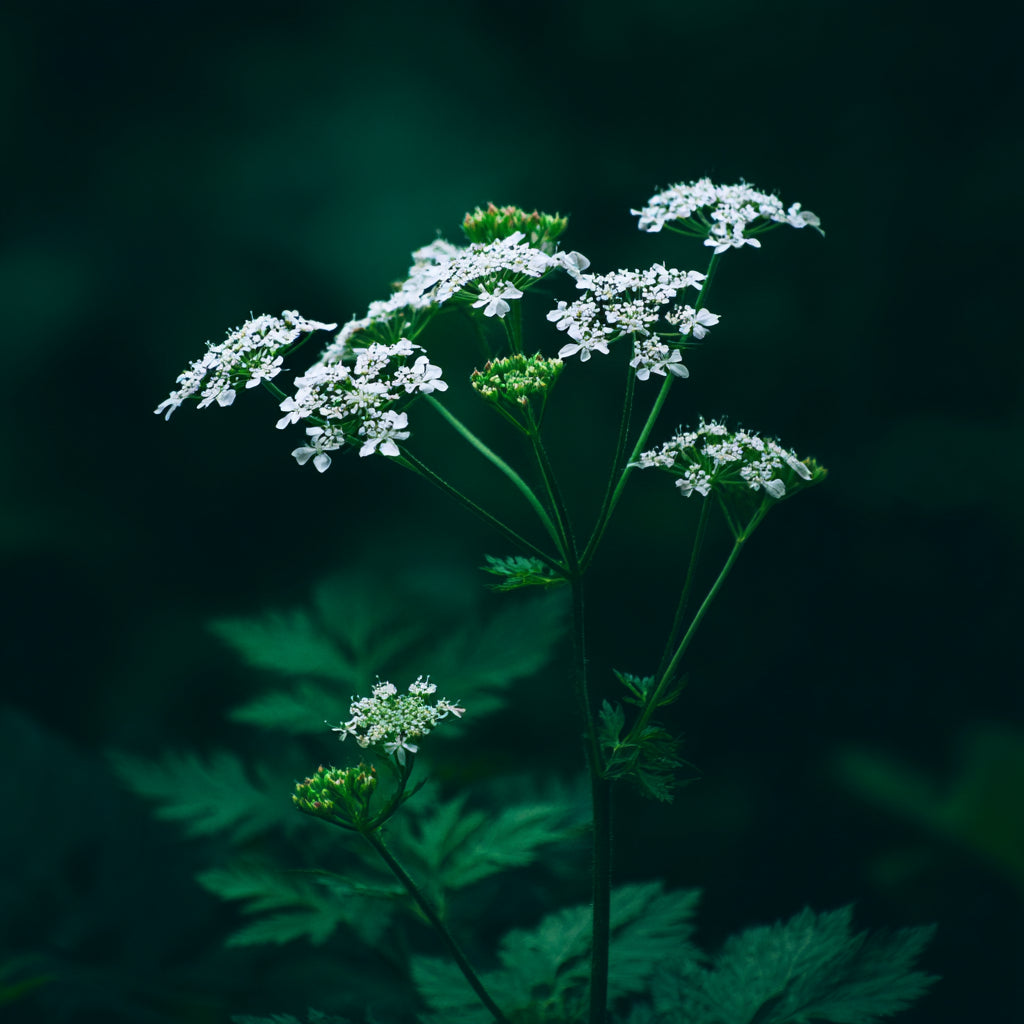 Botanica Gaia Organic Anise Essential Oil | Pimpinella Anisum | For Aromatherapy, Incense and Skin Care