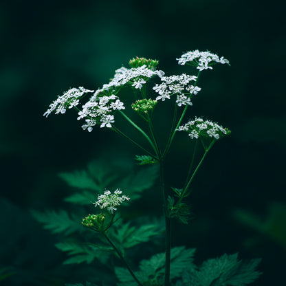 Botanica Gaia Organic Anise Essential Oil | Pimpinella Anisum | For Aromatherapy, Incense and Skin Care