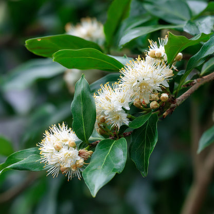 Organic Anise Myrtle Essential Oil | Syzygium Anisatum | For Aromatherapy, Incense and Skin Care