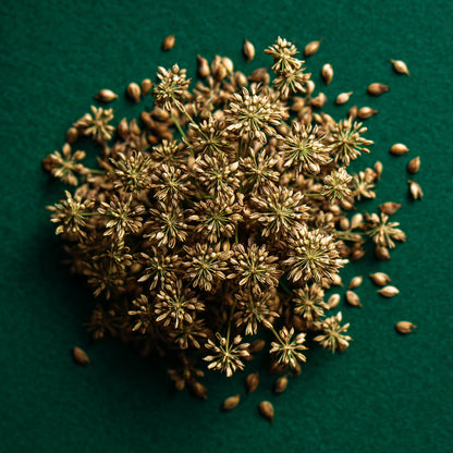 Botanica Gaia Organic Anise Essential Oil | Pimpinella Anisum | For Aromatherapy, Incense and Skin Care