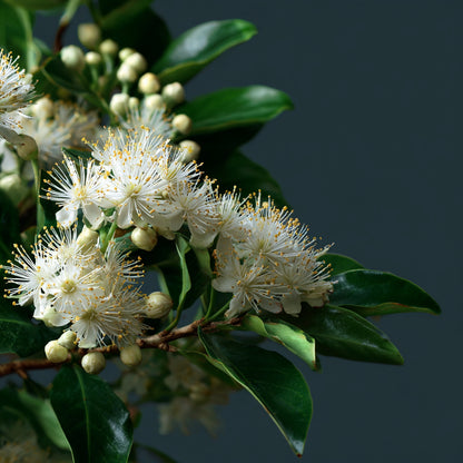 Organic Anise Myrtle Essential Oil | Syzygium Anisatum | For Aromatherapy, Incense and Skin Care