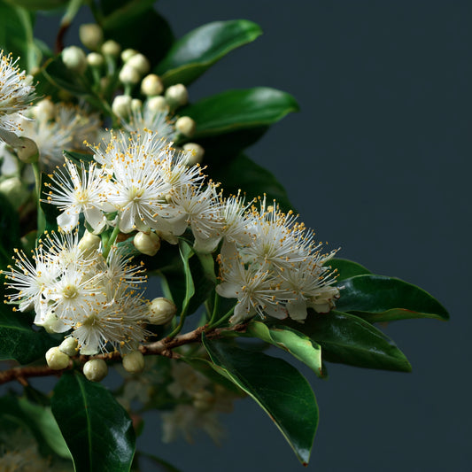 Organic Anise Myrtle Essential Oil – product image 2