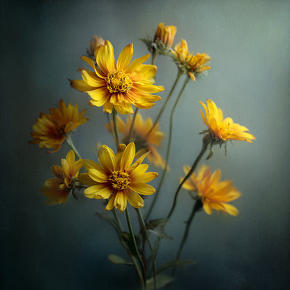 Botanica Gaia Bio Arnica CO₂ Absolute | Supercritical CO2 Extraction | Arnica Montana | Premium Quality | For Aromatherapy, Skincare and Perfume