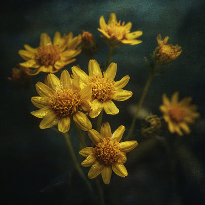 Botanica Gaia Bio Arnica CO₂ Absolute | Supercritical CO2 Extraction | Arnica Montana | Premium Quality | For Aromatherapy, Skincare and Perfume