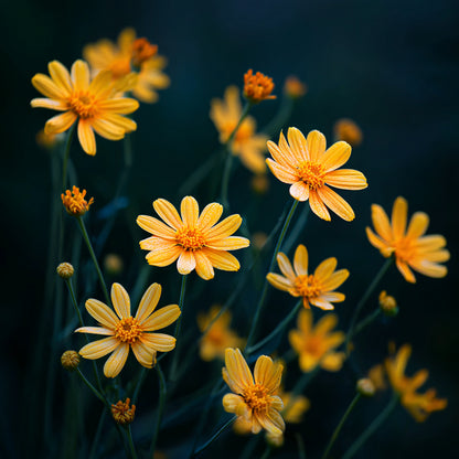 Botanica Gaia Bio Arnica CO₂ Absolute | Supercritical CO2 Extraction | Arnica Montana | Premium Quality | For Aromatherapy, Skincare and Perfume