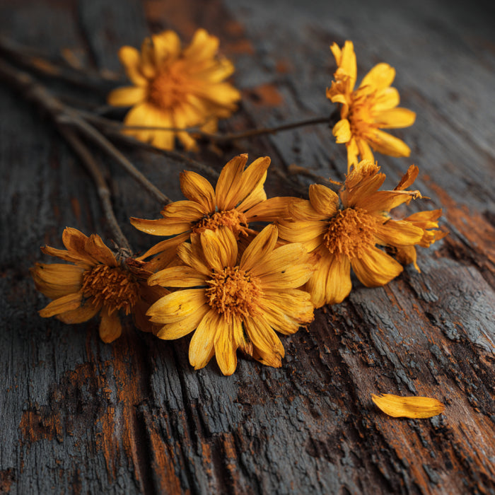 Botanica Gaia Bio Arnica CO₂ Absolute | Supercritical CO2 Extraction | Arnica Montana | Premium Quality | For Aromatherapy, Skincare and Perfume