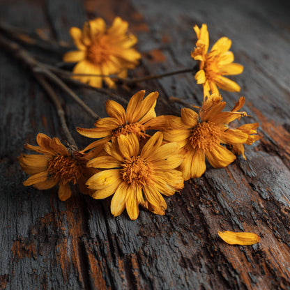 Botanica Gaia Bio Arnica CO₂ Absolute | Supercritical CO2 Extraction | Arnica Montana | Premium Quality | For Aromatherapy, Skincare and Perfume