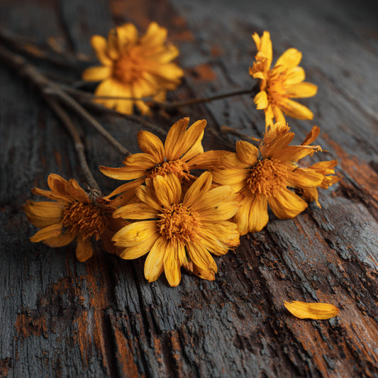 Botanica Gaia Bio Arnica CO₂ Absolute | Supercritical CO2 Extraction | Arnica Montana | Premium Quality | For Aromatherapy, Skincare and Perfume