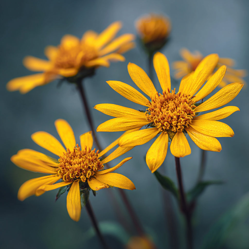 Jojoba Seed Oil Infused with Boswellia Dalzielii Resin & Arnica | Ideal for massage, skincare, aromatherapy, and natural perfumery, this golden elixir restores harmony, relieves tension, and enhances the natural vitality of the skin.