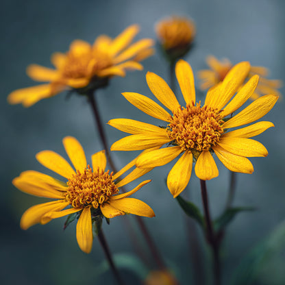 Jojoba Seed Oil Infused with Boswellia Dalzielii Resin & Arnica | Ideal for massage, skincare, aromatherapy, and natural perfumery, this golden elixir restores harmony, relieves tension, and enhances the natural vitality of the skin.