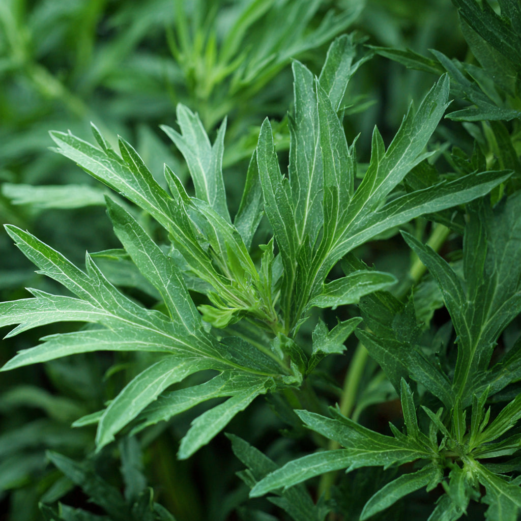 Botanica Gaia Bio Sweet Mugwort Essential Oil | Artemisia Annua | For Aromatherapy and Skincare