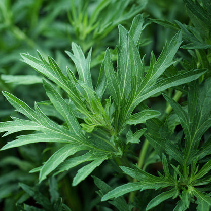 Botanica Gaia Bio Sweet Mugwort Essential Oil | Artemisia Annua | For Aromatherapy and Skincare