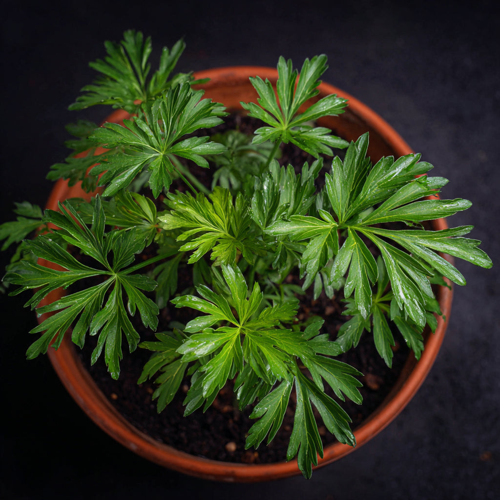 Botanica Gaia Bio Sweet Mugwort Essential Oil | Artemisia Annua | For Aromatherapy and Skincare