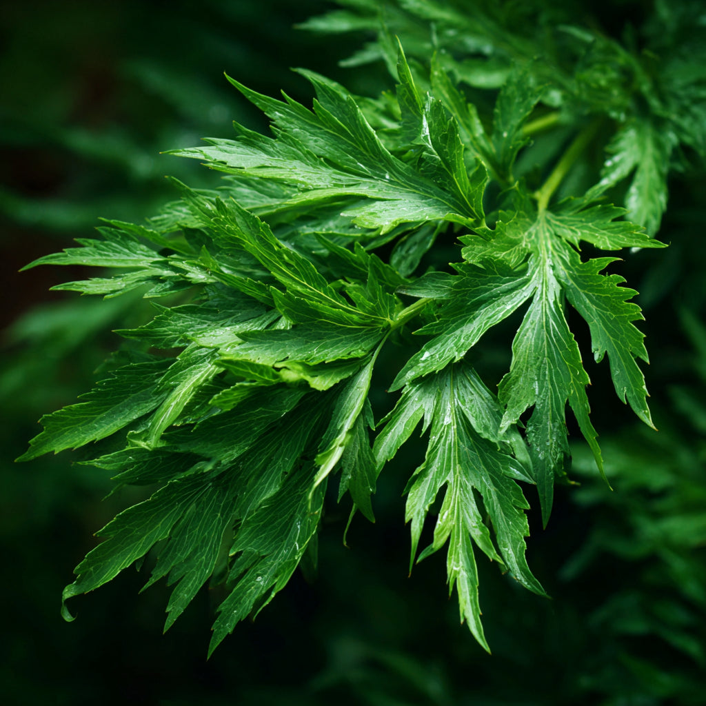 Botanica Gaia Bio Sweet Mugwort Essential Oil | Artemisia Annua | For Aromatherapy and Skincare