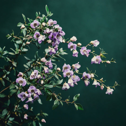 Botanica Gaia 100% Organic and Pure Australian Balm Mint Bush Essential Oil | Prostanthera Melissifolia