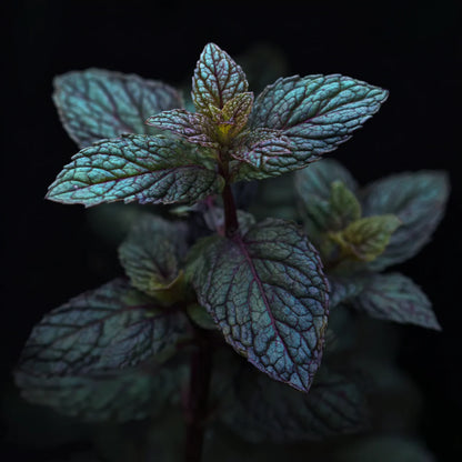 Bio Bergamot Mint Essential Oil (Mentha citrata)