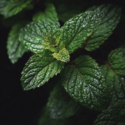 Bio Bergamot Mint Essential Oil (Mentha citrata)