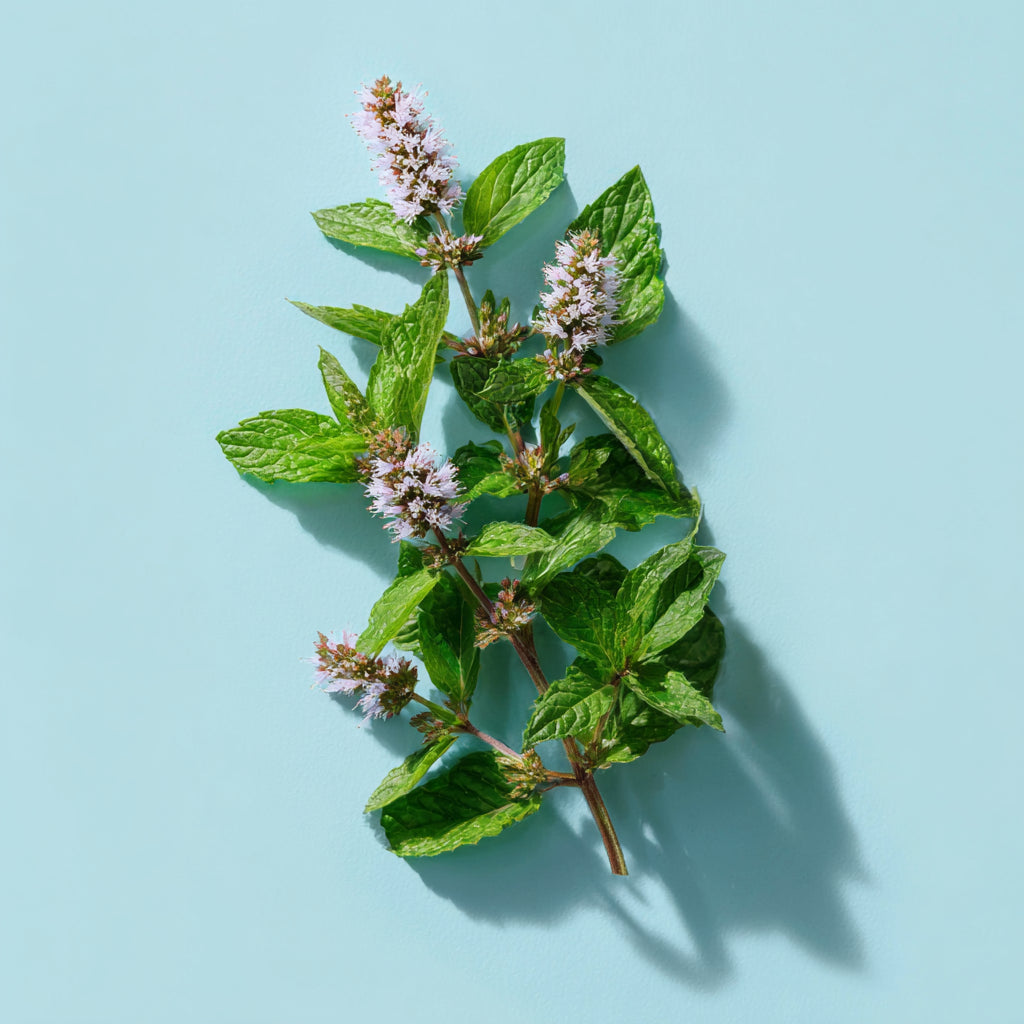 Botanica Gaia Bio Bergamot Mint Essential Oil | Premium Quality | Mentha Citrata | For Aromatherapy, Skin Care and Perfume