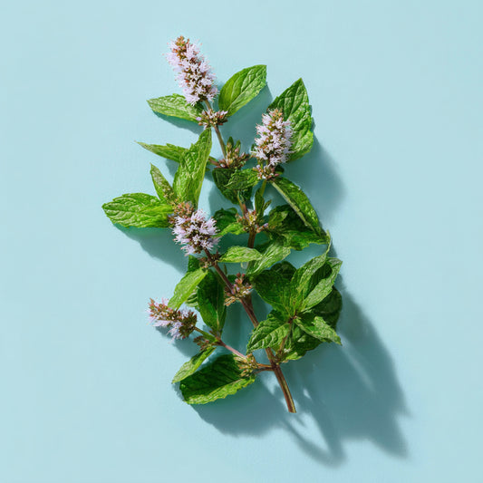 Botanica Gaia Bio Bergamot Mint Essential Oil | Premium Quality | Mentha Citrata | For Aromatherapy, Skin Care and Perfume