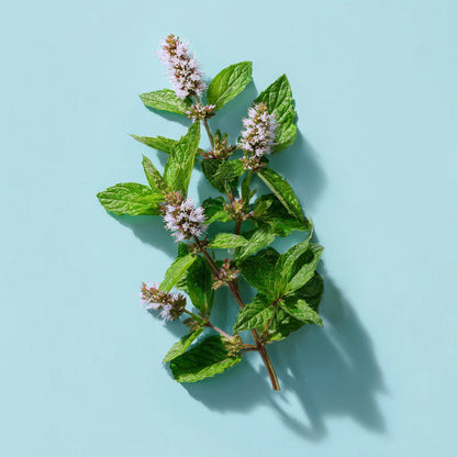 Bio Bergamot Mint Essential Oil (Mentha citrata)