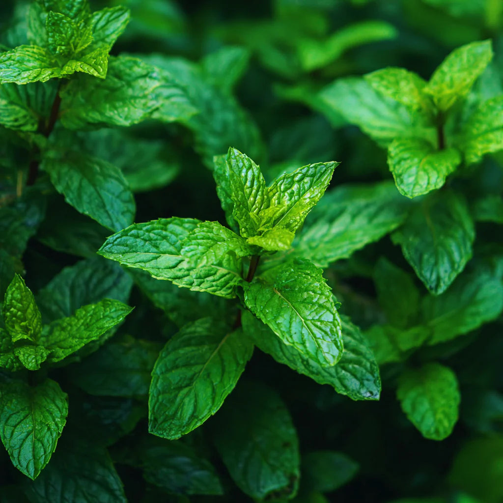 Bio Bergamot Mint Essential Oil (Mentha citrata)