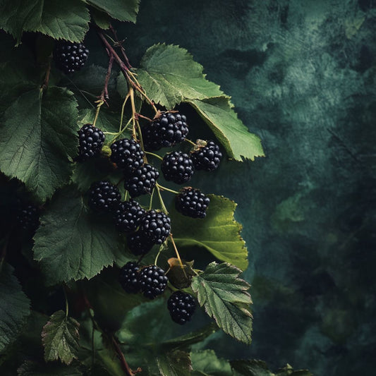 Botanica Gaia Bio Black Raspberry Seed CO2 Oil – product image 2