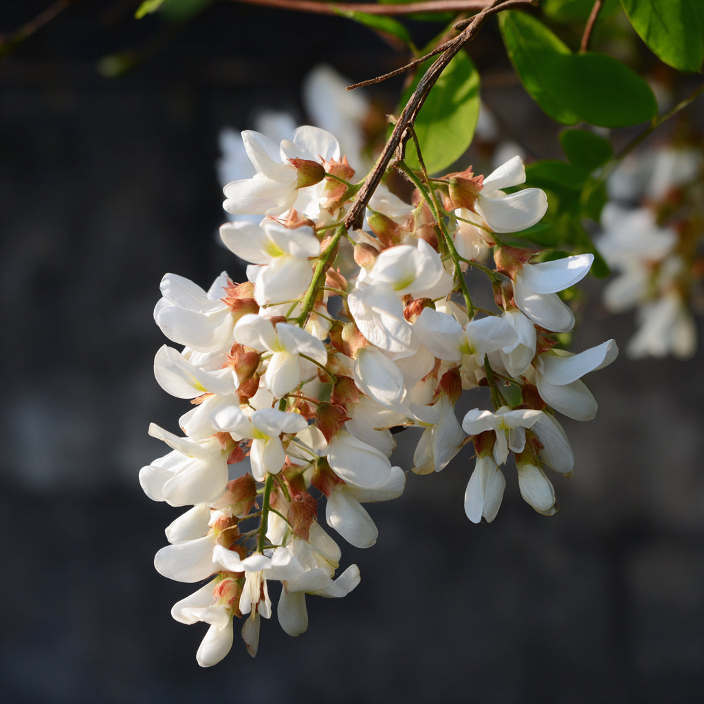Black Locust CO₂ Wax – Sweet Floral Acacia – Warm Ideal for solid perfumes, balms, and luxury skincare.