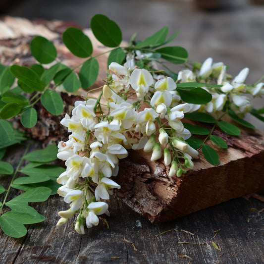 Black Locust CO₂ Wax – Sweet Floral Acacia – Warm Ideal for solid perfumes, balms, and luxury skincare.