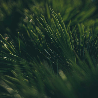 Botanica Gaia Wilcrafted Black Pine Essential Oil | Pinus Nigra | For Aromatherapy and Incense