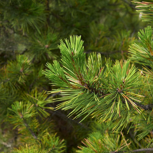 Botanica Gaia Wilcrafted Black Pine Essential Oil | Pinus Nigra | For Aromatherapy and Incense