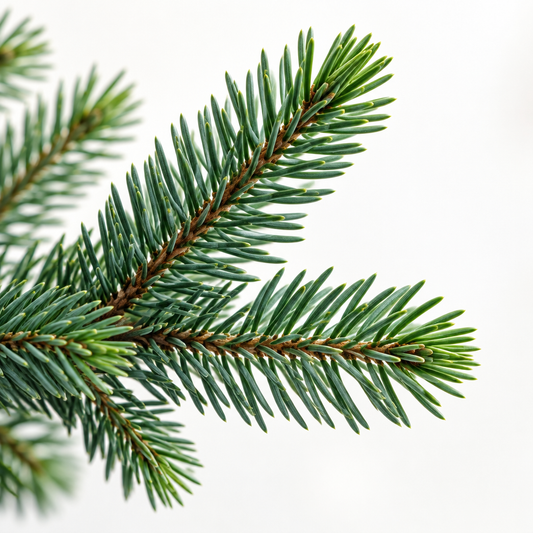 Wildcrafted Black Spruce Essential Oil | Picea Mariana