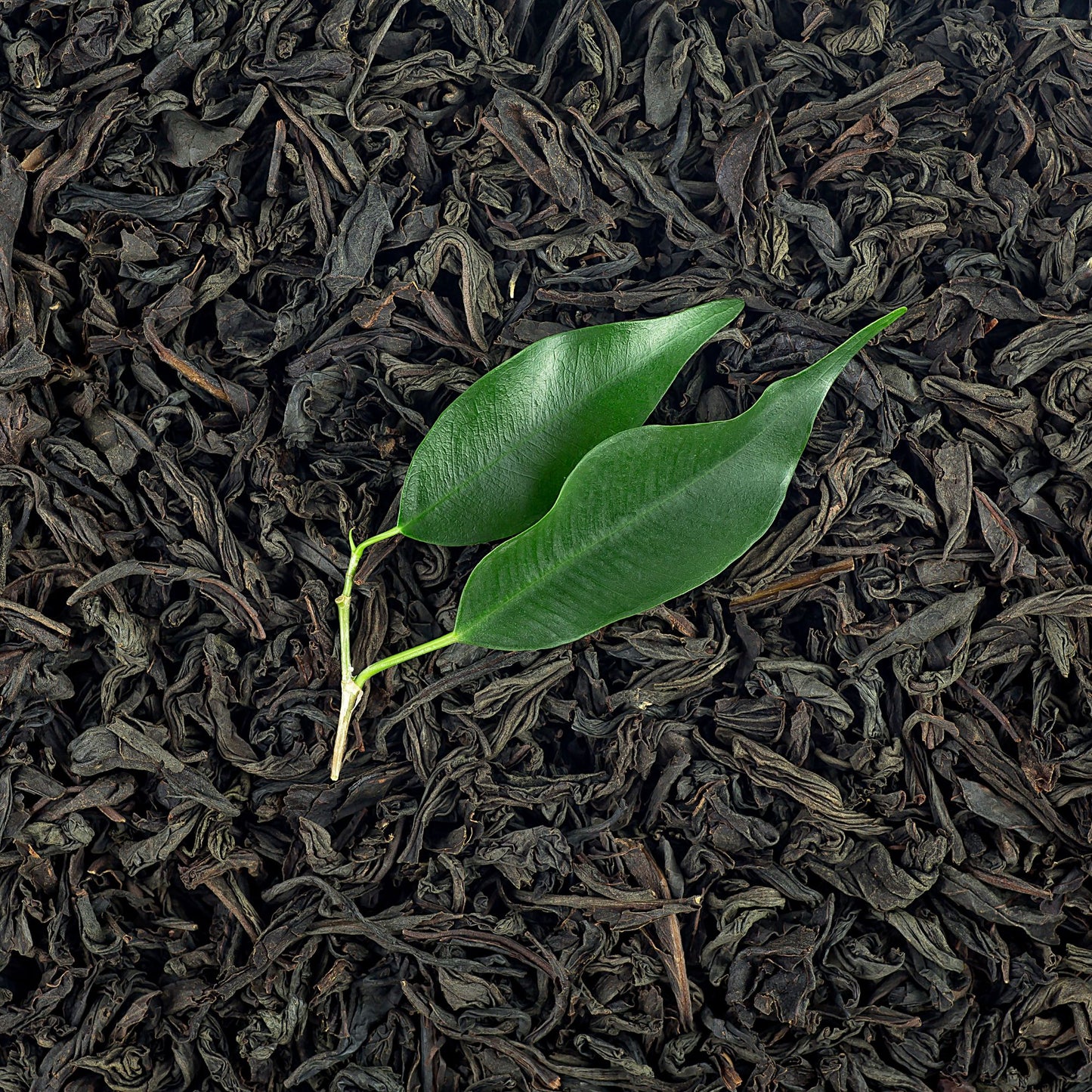 Botanica Gaia Bio Black Tea Absolute Oil | Camellia Sinensis | For Perfume, Aromatherapy and Incense