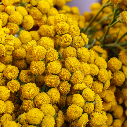 Blue Tansy CO₂ Wax | Tanacetum Anuum