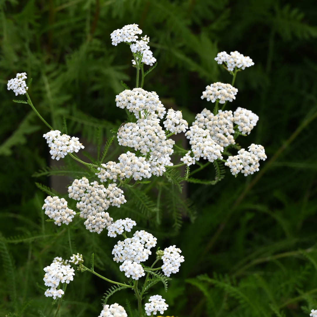 Blue Yarrow Flower Wax CO₂ Extract – An Intense Blue Botanical Wax Rich in Azulene for Fine Perfumery & Luxury Skincare