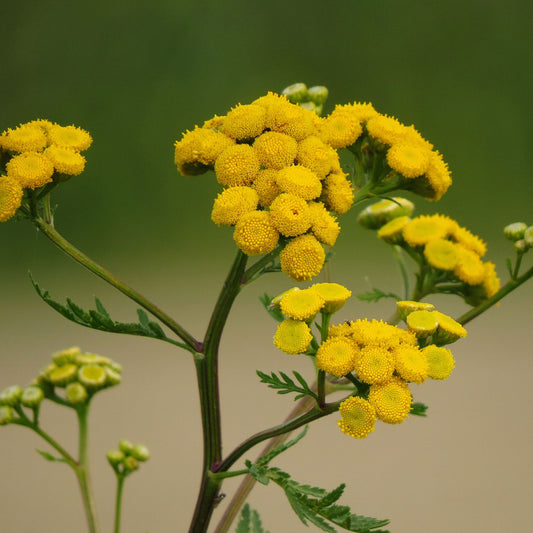 Blue Tansy Essential Oil – product image 2