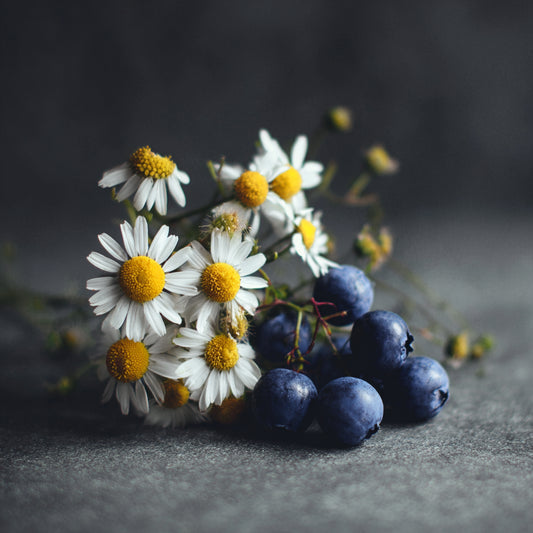 Blueberries & Chamomile - Whipped Tallow Cream with Blueberry Seed Oil & Blue Chamomile