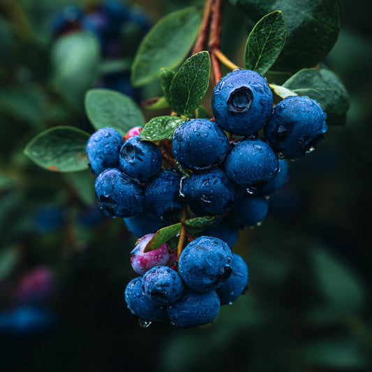 Botanica Gaia Bio Blueberry Carrier Oil | Vaccinium Corymbosum | For Skincare and for Frizz Control