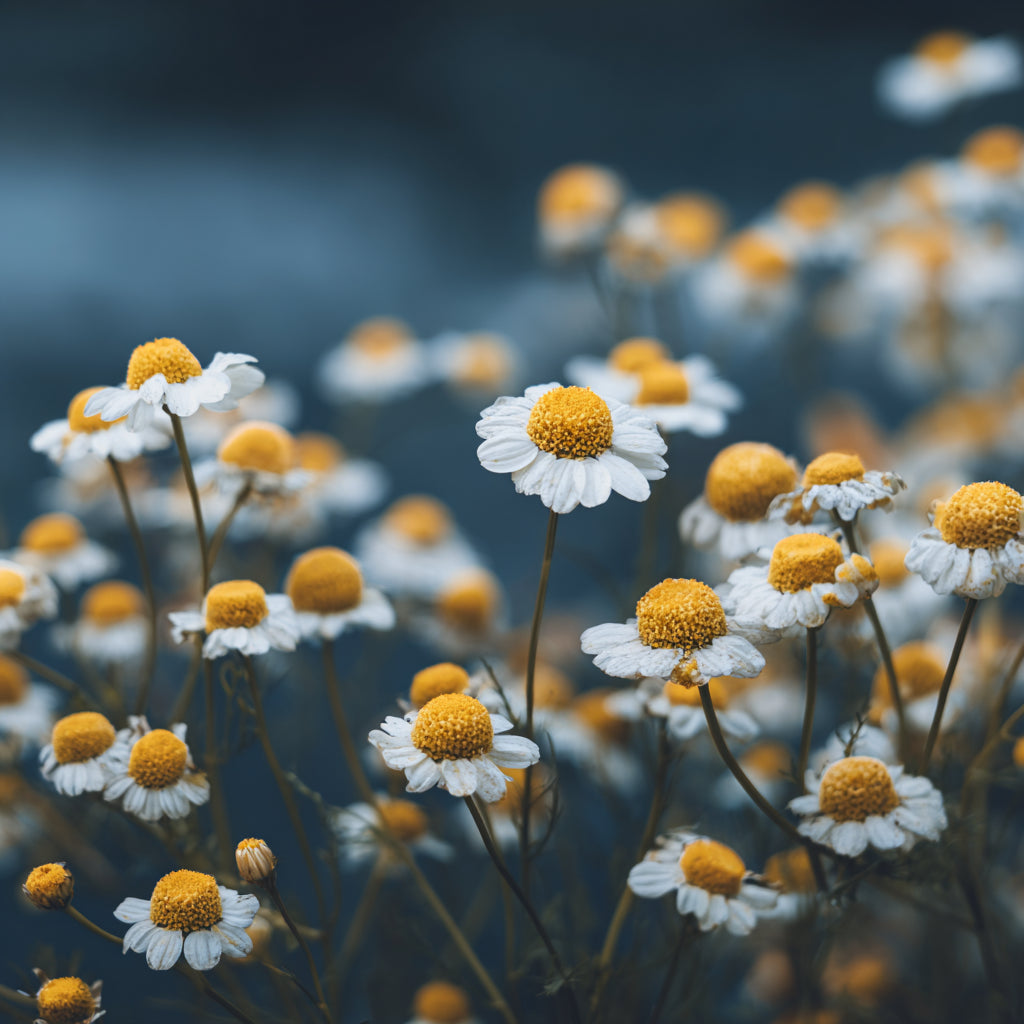 Botanica Gaia Bio German Blue Chamomile Essential Oil | Matricaria Chamomilla | For Aromatherapy, Skin Care and Perfume