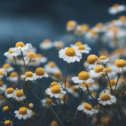 Botanica Gaia Bio German Blue Chamomile Essential Oil | Matricaria Chamomilla | For Aromatherapy, Skin Care and Perfume