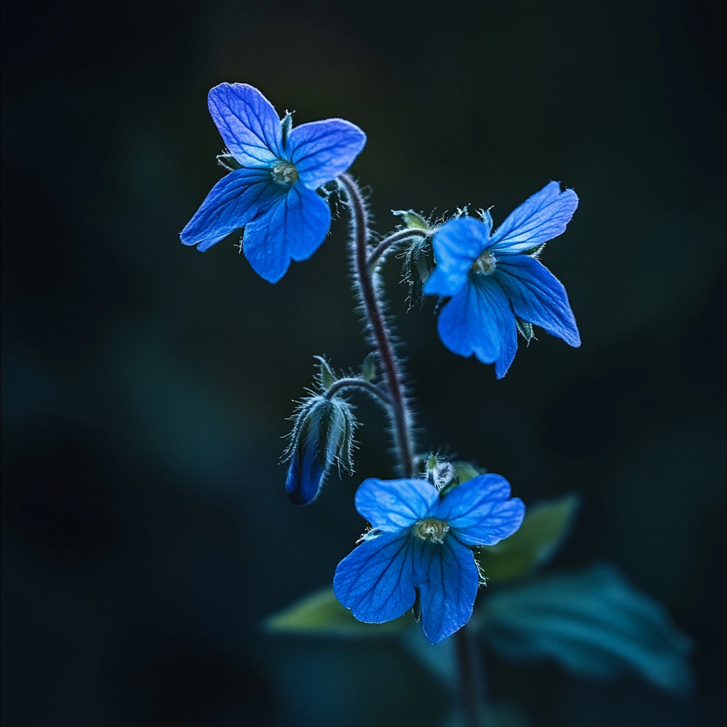 Botanica Gaia Bio Borage Seed Carrier Oil | Borago officinalis | For Skincare and Haircare